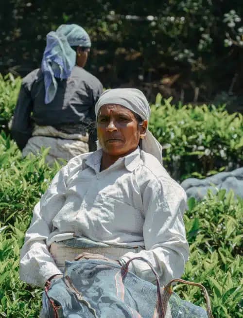 Black Tea Experience